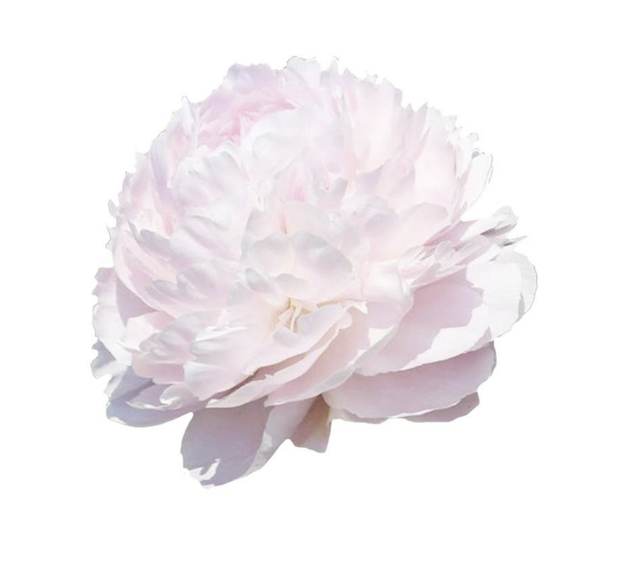 Peony Signature - Bild 3